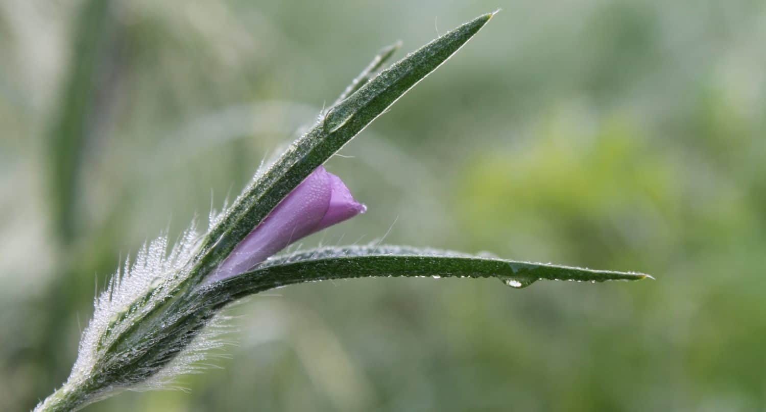 weird-flower