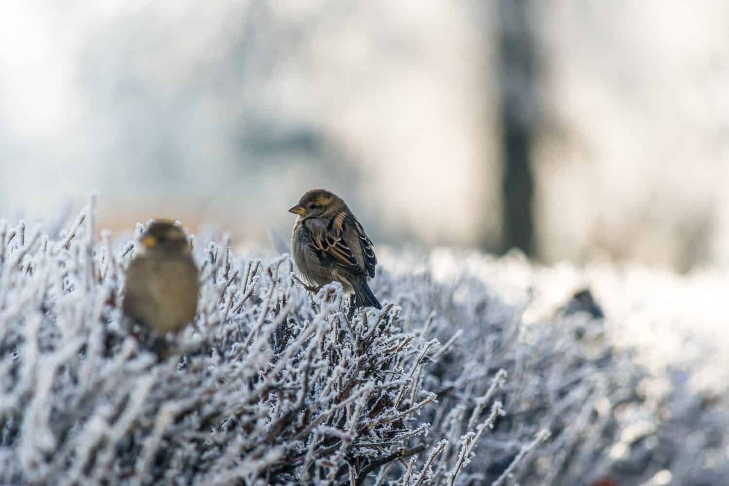 winter-birds
