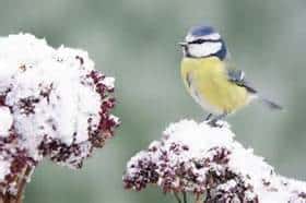 winter-perennials-with-bird