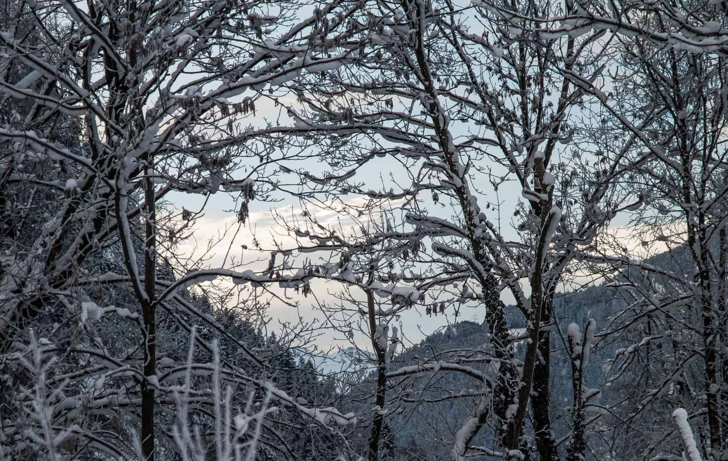 winter-scene