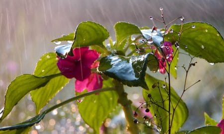 Flower in the rain