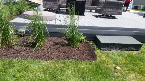 Four tall ornamental grasses are planted in mulch beside a gray deck. A stone step leads from the lawn to the deck, and outdoor furniture is visible in the background. Sunlight highlights the green grass.