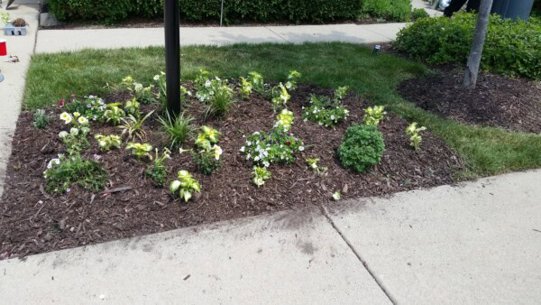 A small garden bed with various green plants and white flowers, surrounded by mulch, bordered by a sidewalk and curb.