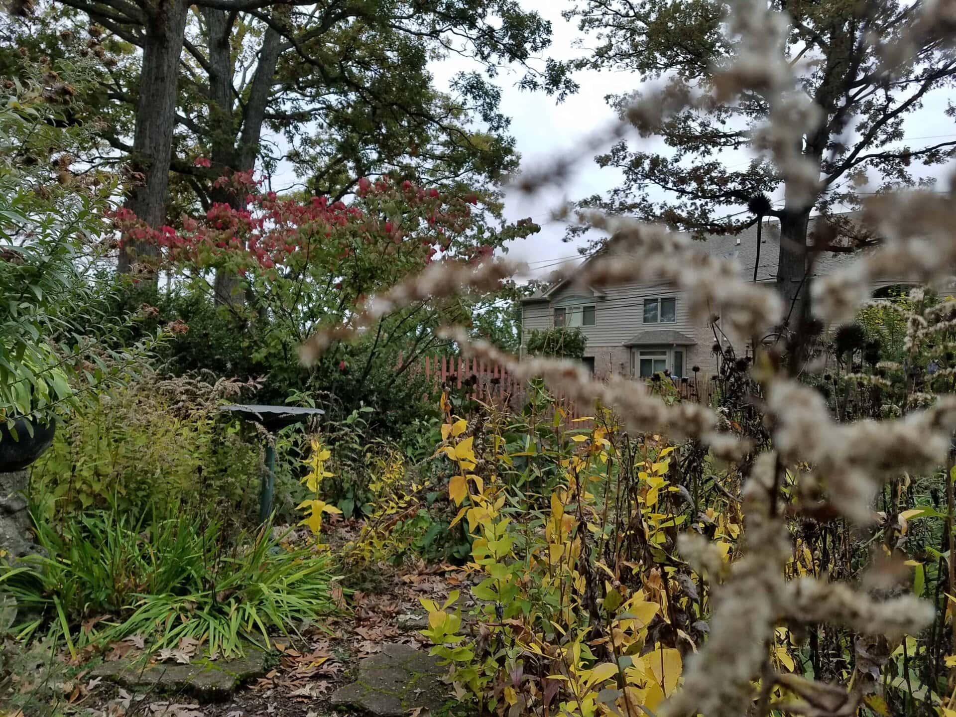 Garden with overgrown plants and yellowing leaves in the foreground, blurred dried flower stems, and a house with gray siding partially visible in the background among trees.