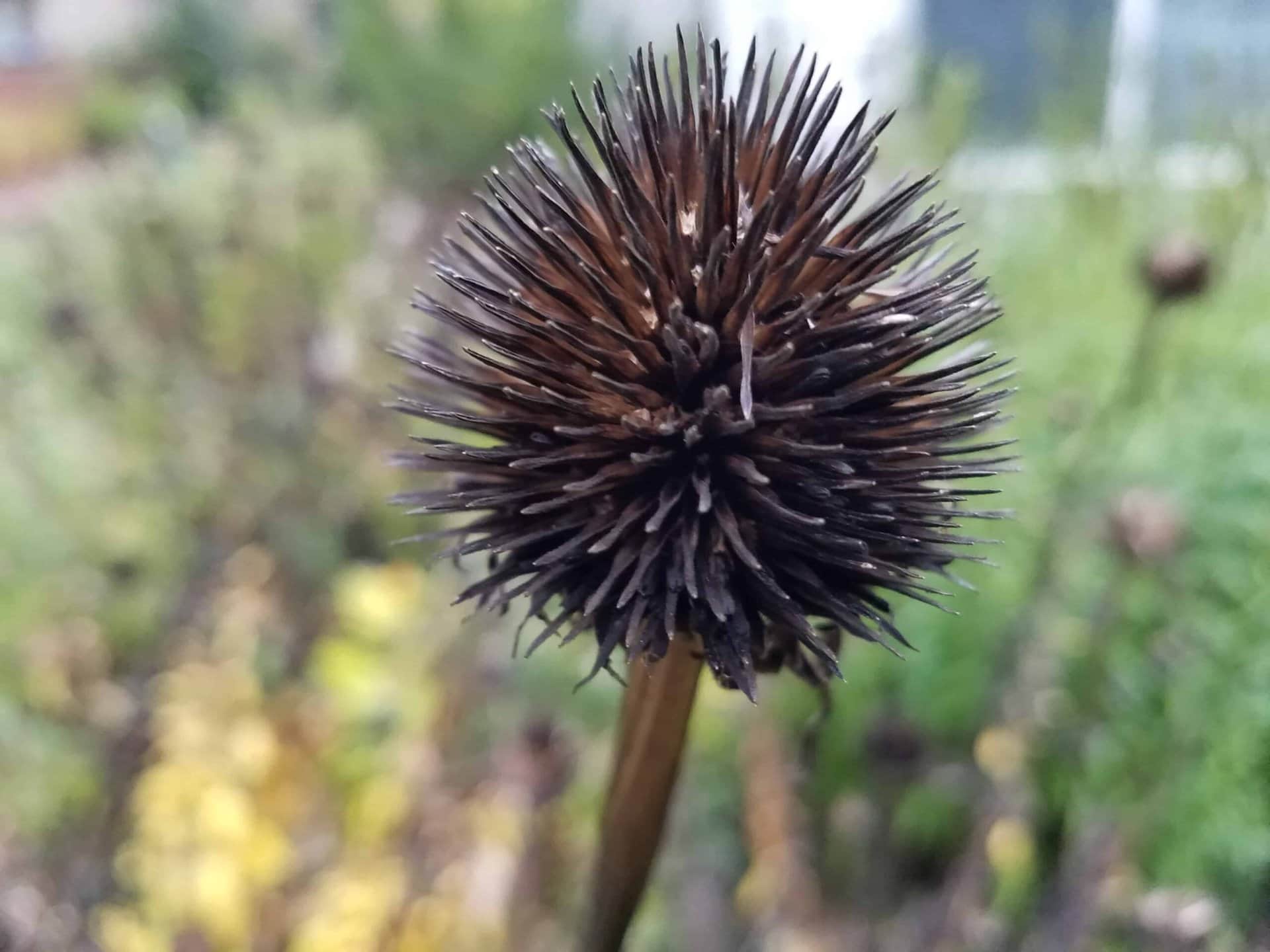 A close-up of a dried, spiky flower head with a blurred green and yellow background.