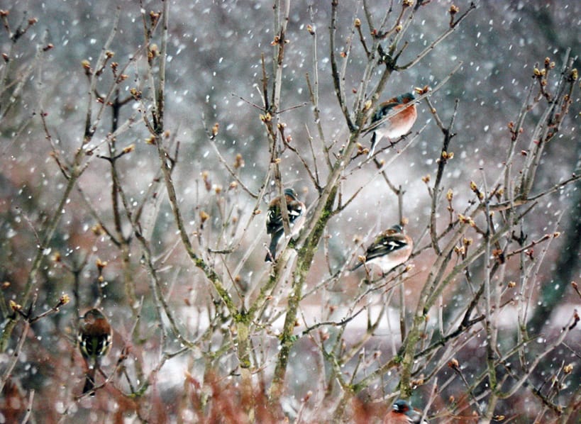 How Birds Survive in Winter Weather