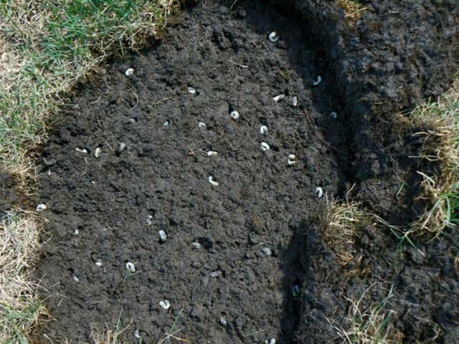 Scrub the Grubs with Preventative Grub Control Sweeney