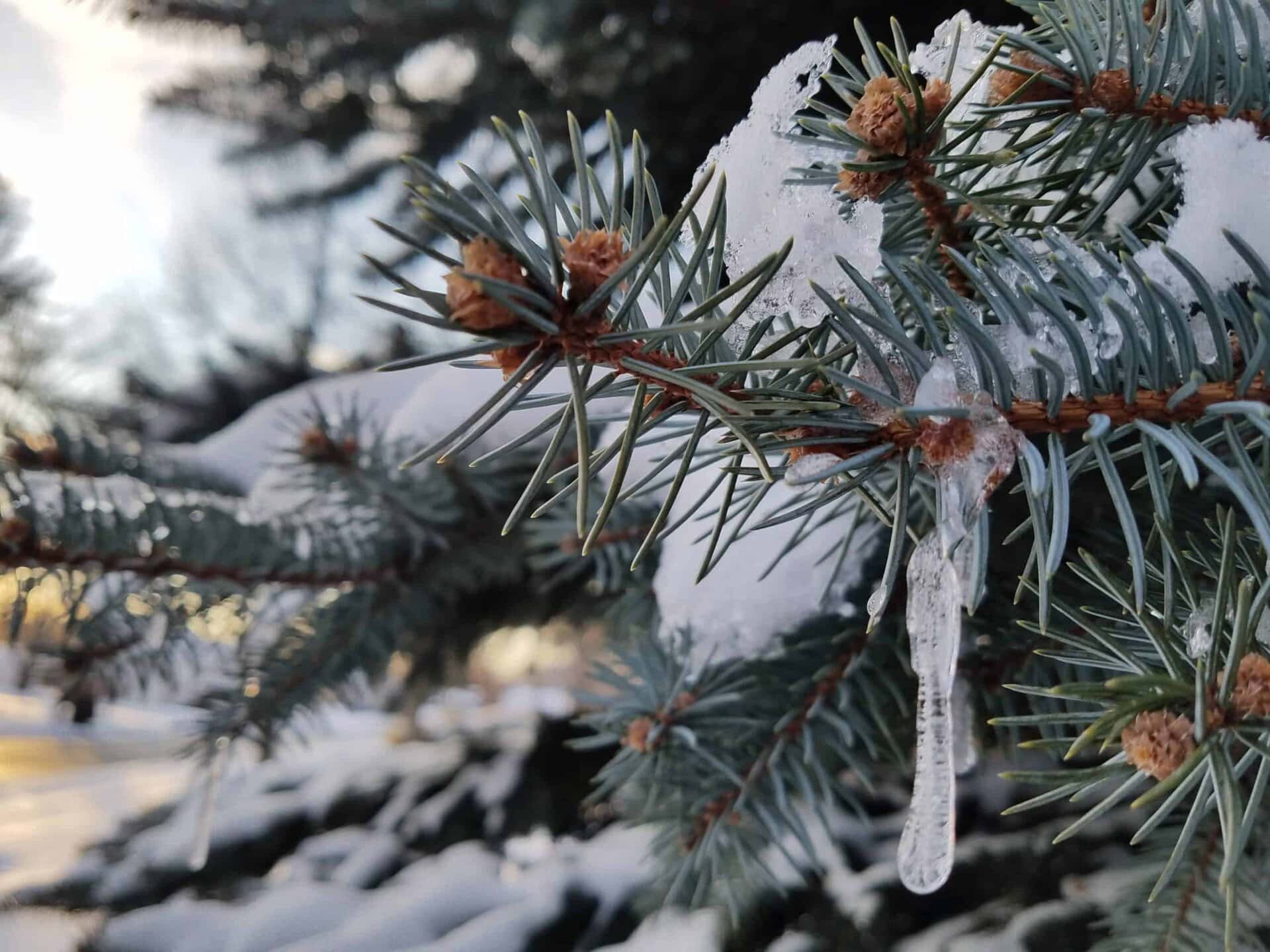 Close-up of a snow-covered pine branch with a small icicle hanging from it. Snow and pine needles are in sharp focus, while the background is softly blurred. Sunlight is visible through the trees.