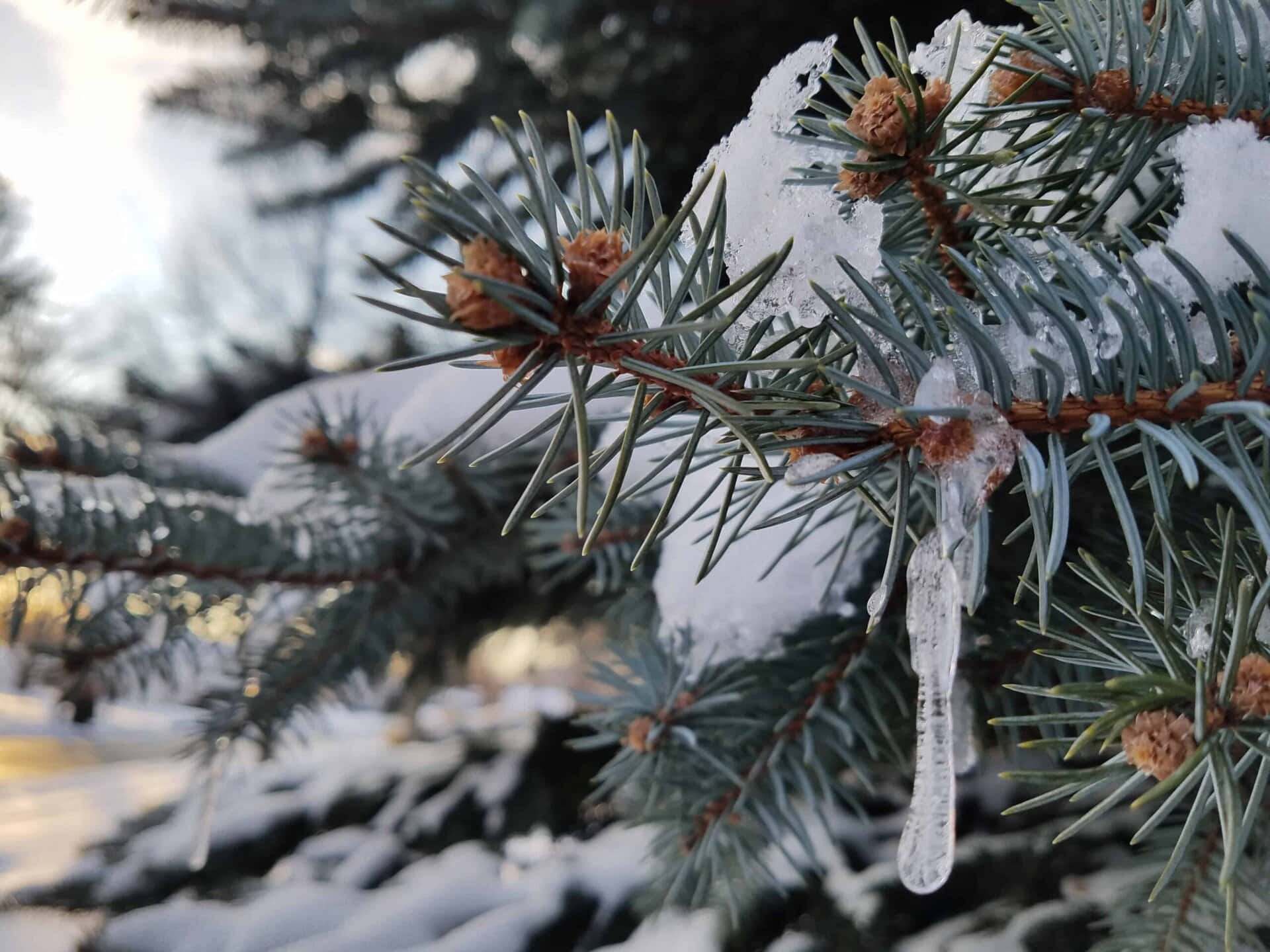 Close-up of a pine tree branch covered in snow and a hanging icicle, with blurred snowy trees and sunlight in the background.