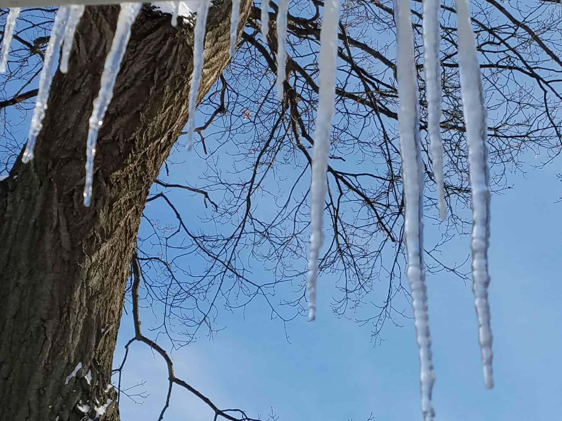 Icicles hang from above with a large tree trunk and bare branches in the background against a clear blue winter sky.