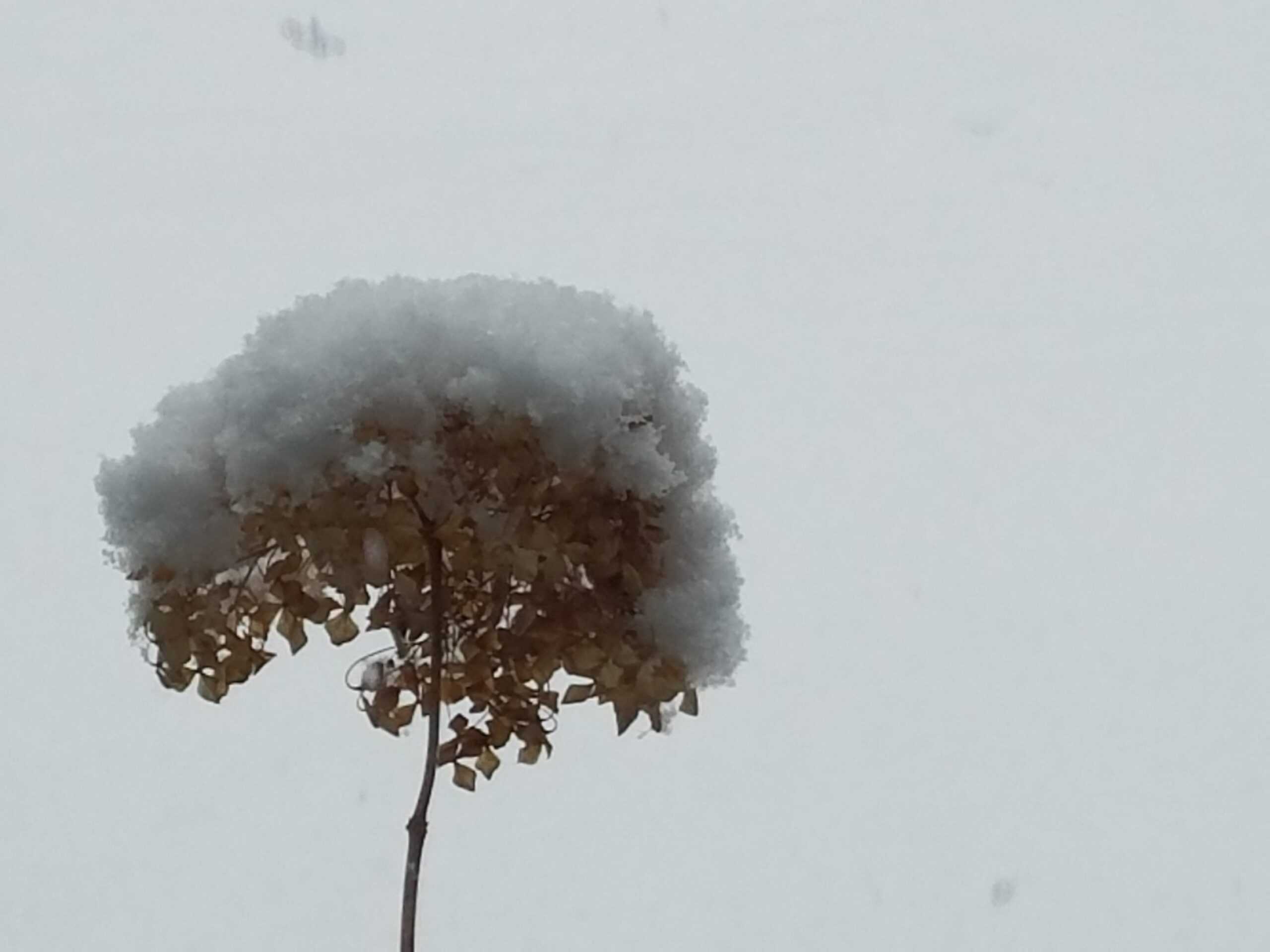 A single dried flower with brown petals is covered by a thick layer of snow, standing out against a plain, white, snowy background.
