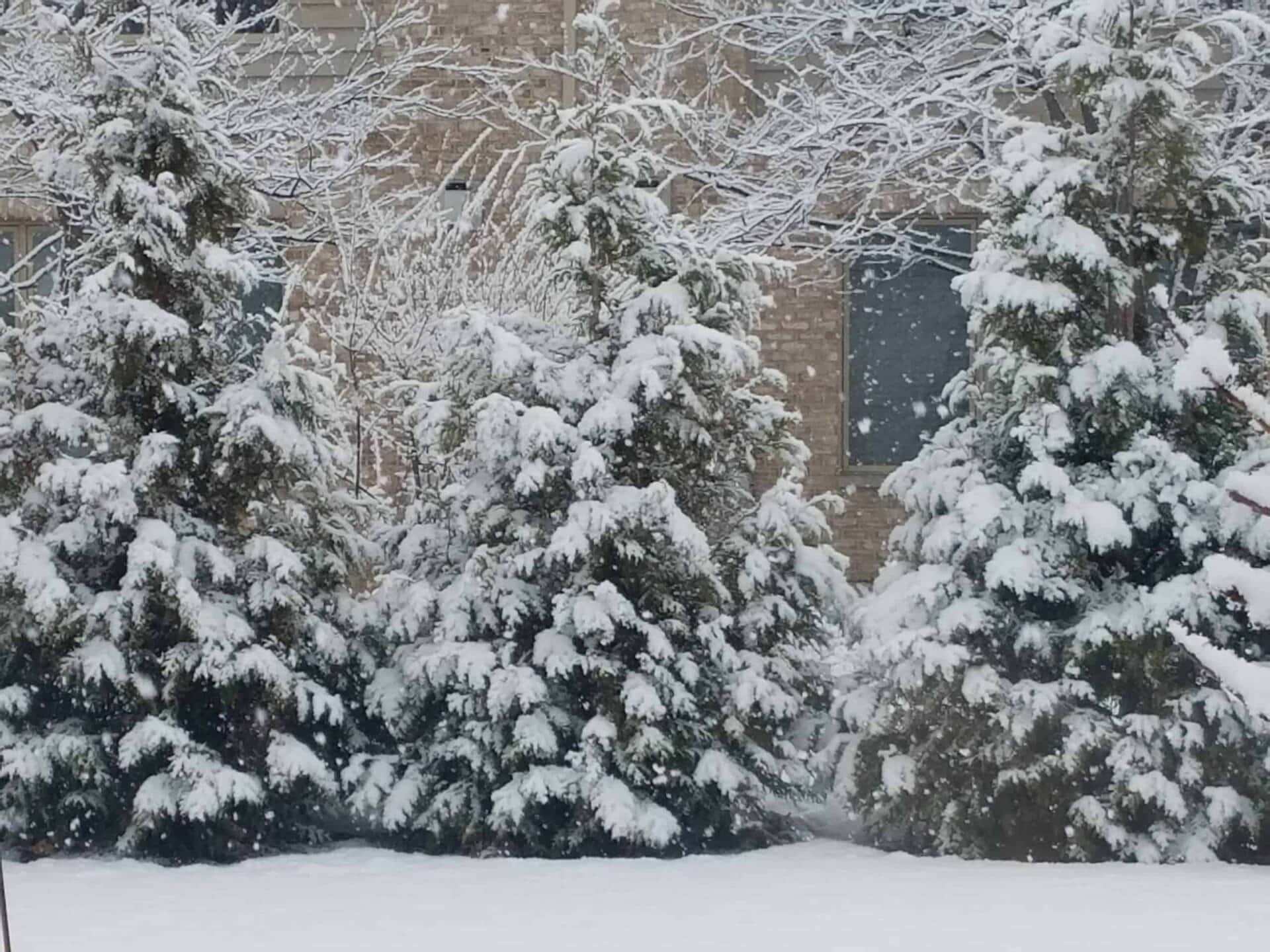 Snow-covered pine trees stand in front of a brick building while snow falls, covering the ground and tree branches.