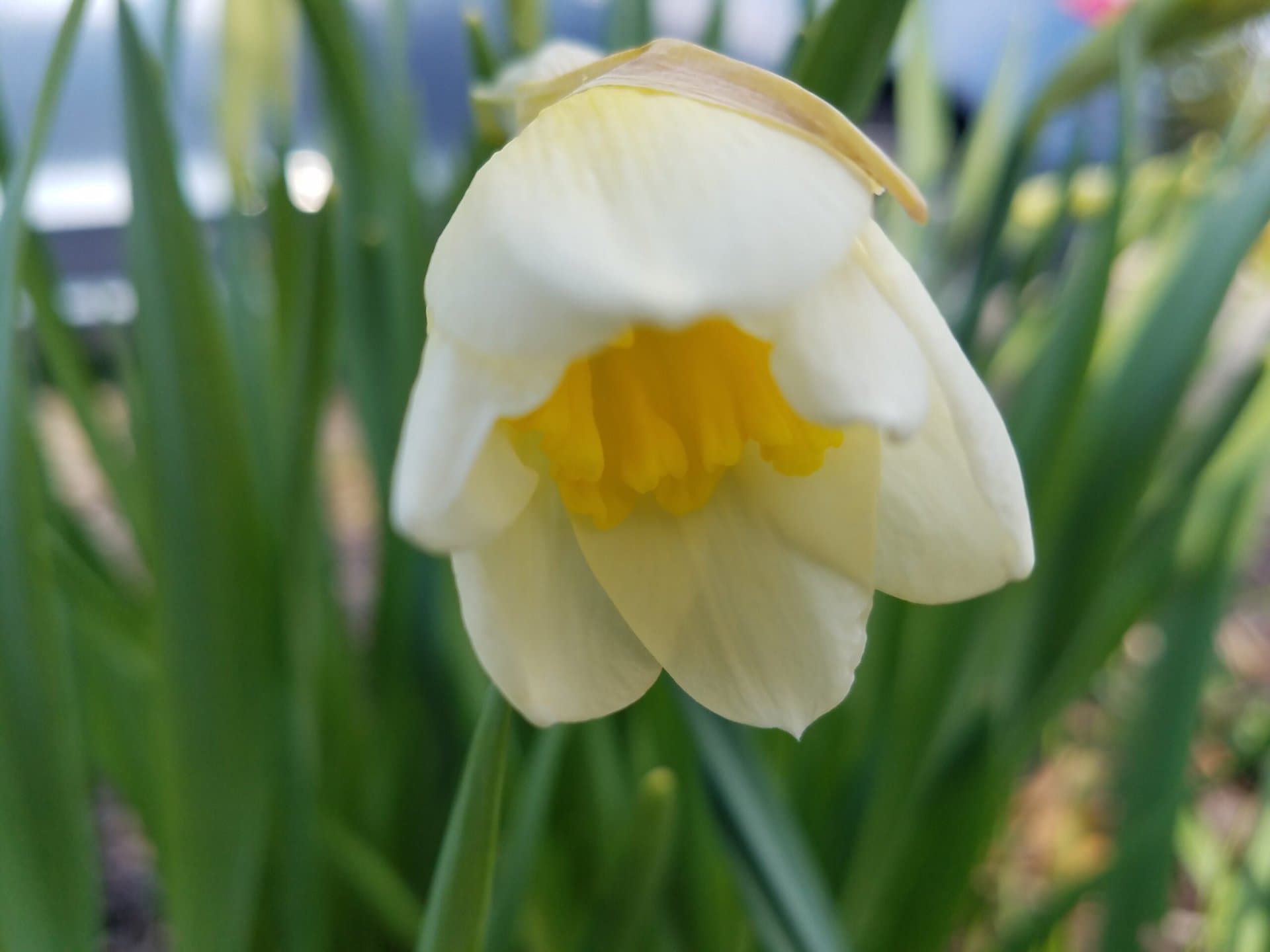 A close-up of a pale yellow daffodil in bloom, with green leaves and a blurred background.