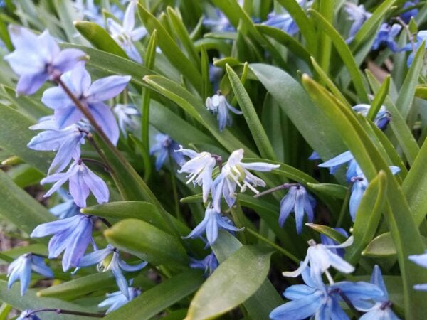 Close-up of blue and white star-shaped flowers with long green leaves, showing a dense cluster of blooms in a garden setting.