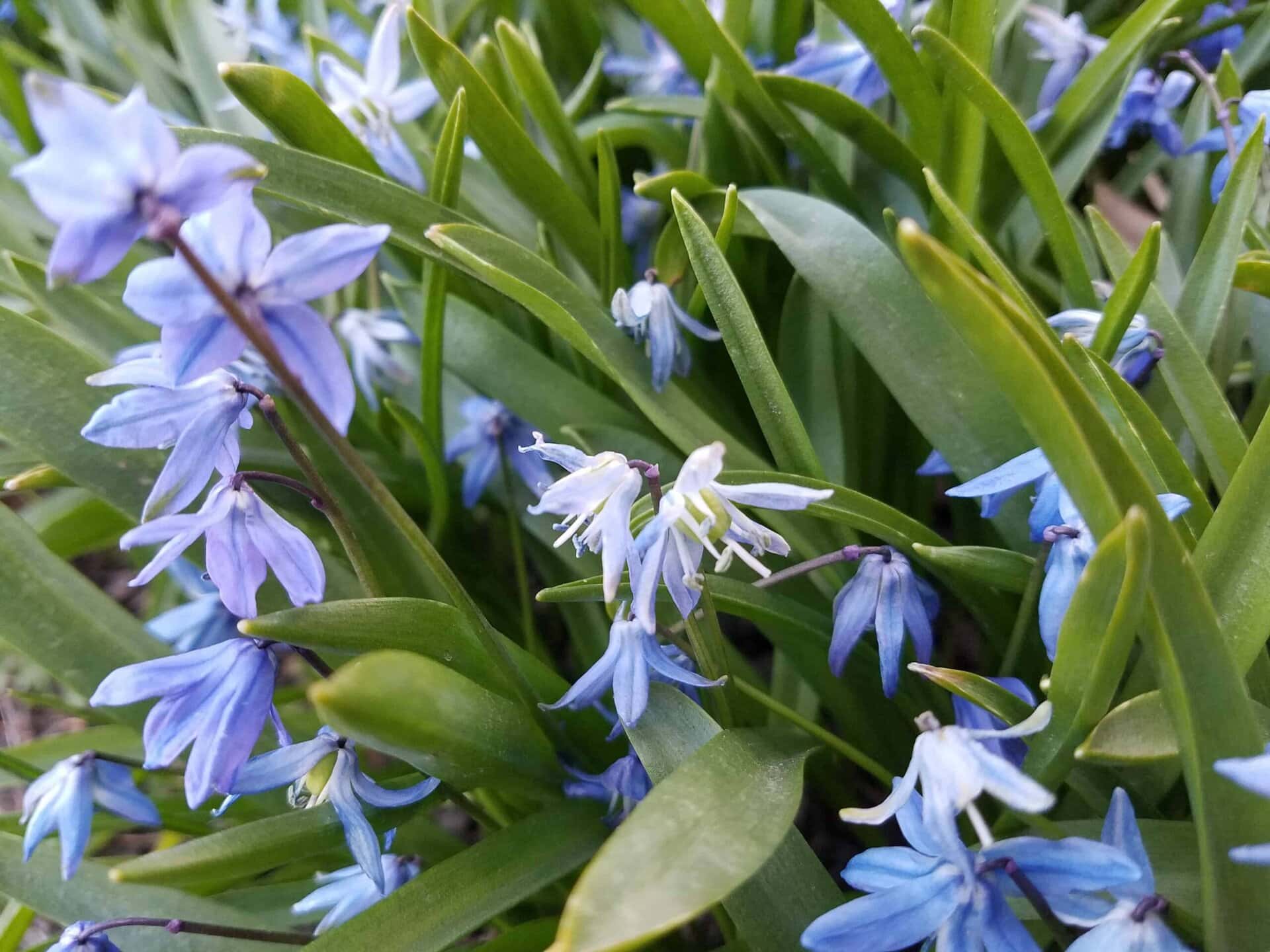 A cluster of blue and white star-shaped flowers with green leaves, growing closely together outdoors.