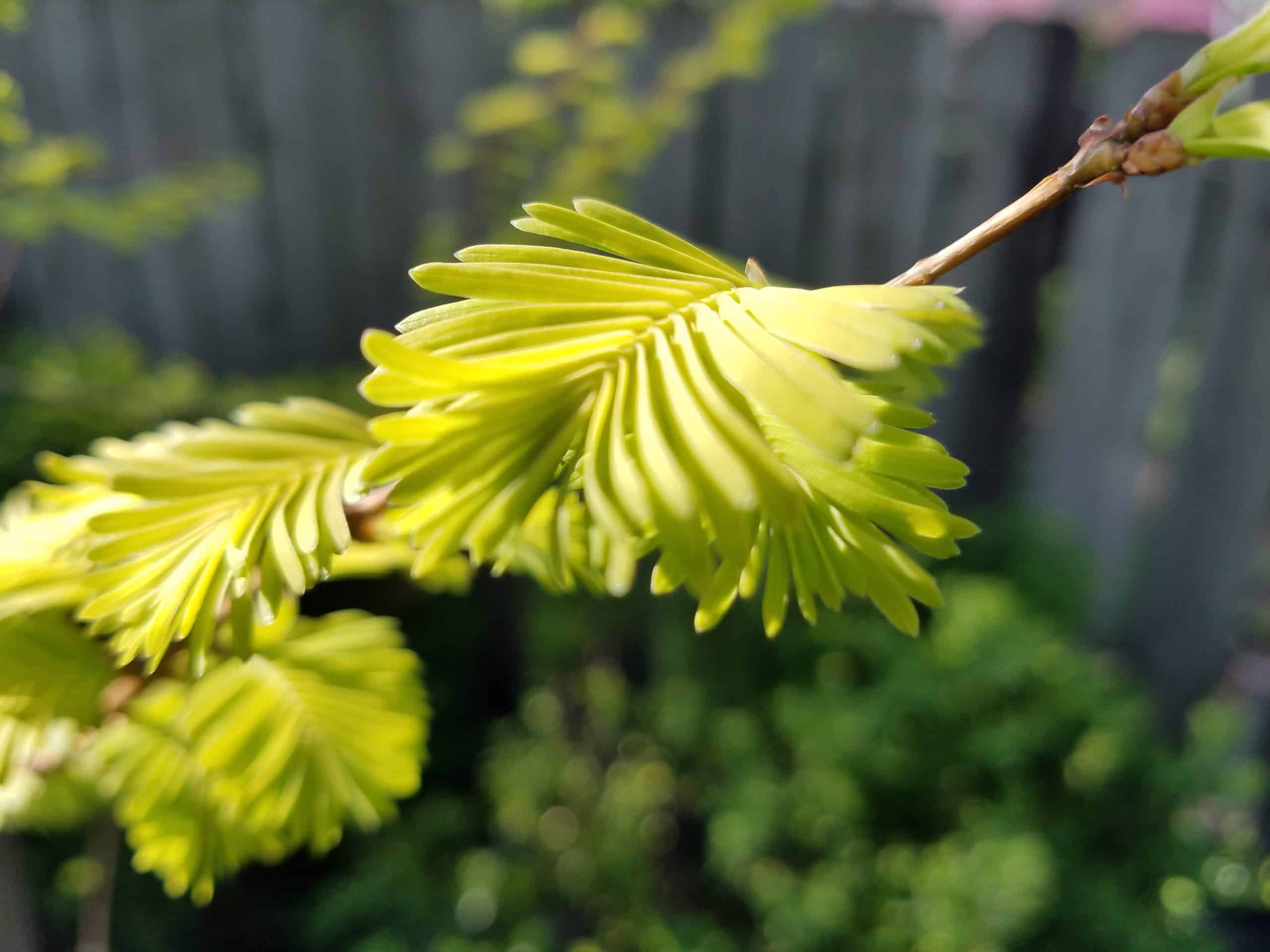 A close-up of fresh, light green leaves on a branch, with a blurred background of greenery and a wooden fence.