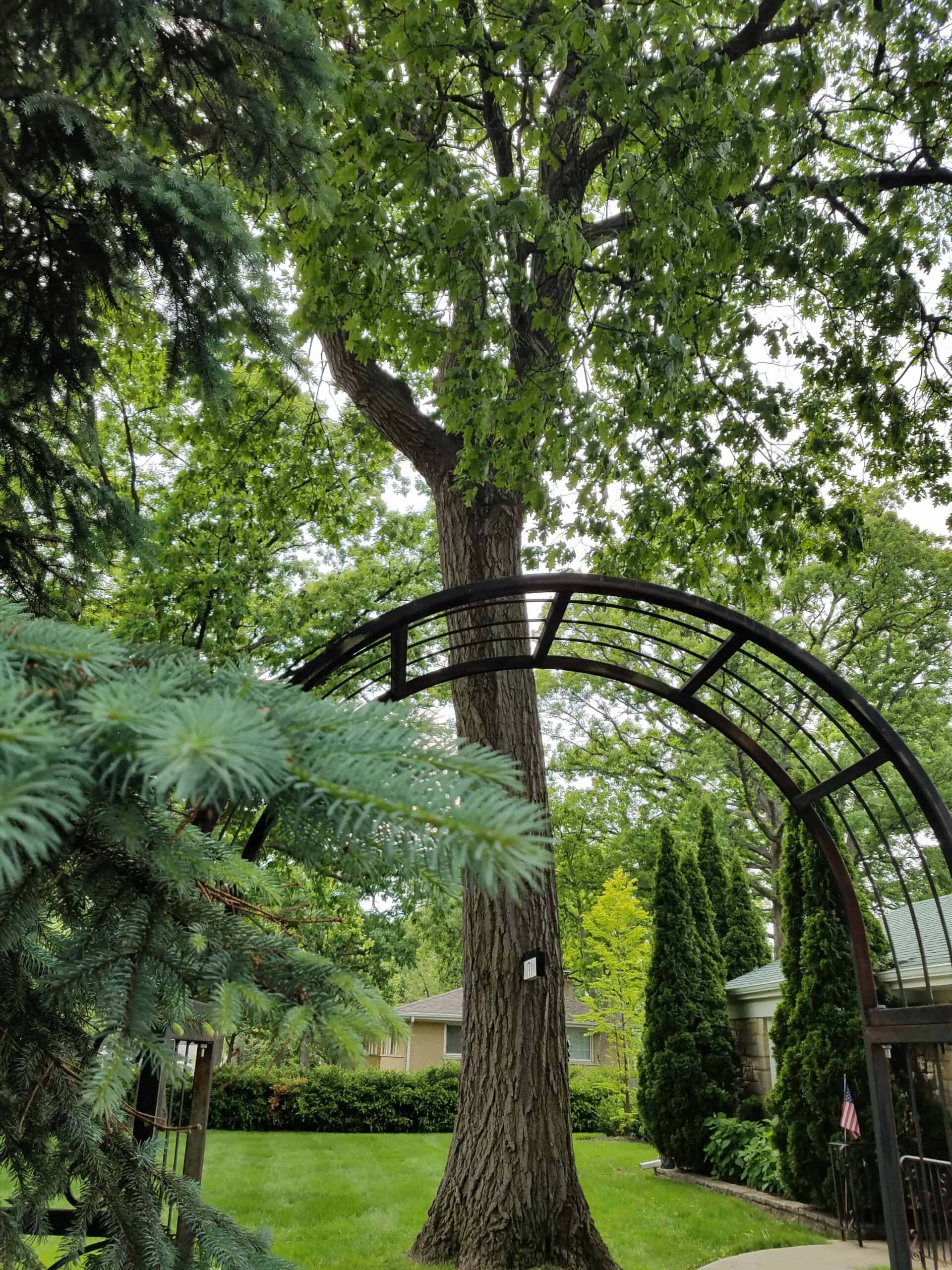 Large tree behind a black metal garden arch with a lush green lawn, bushes, and a house partially visible in the background on a cloudy day.