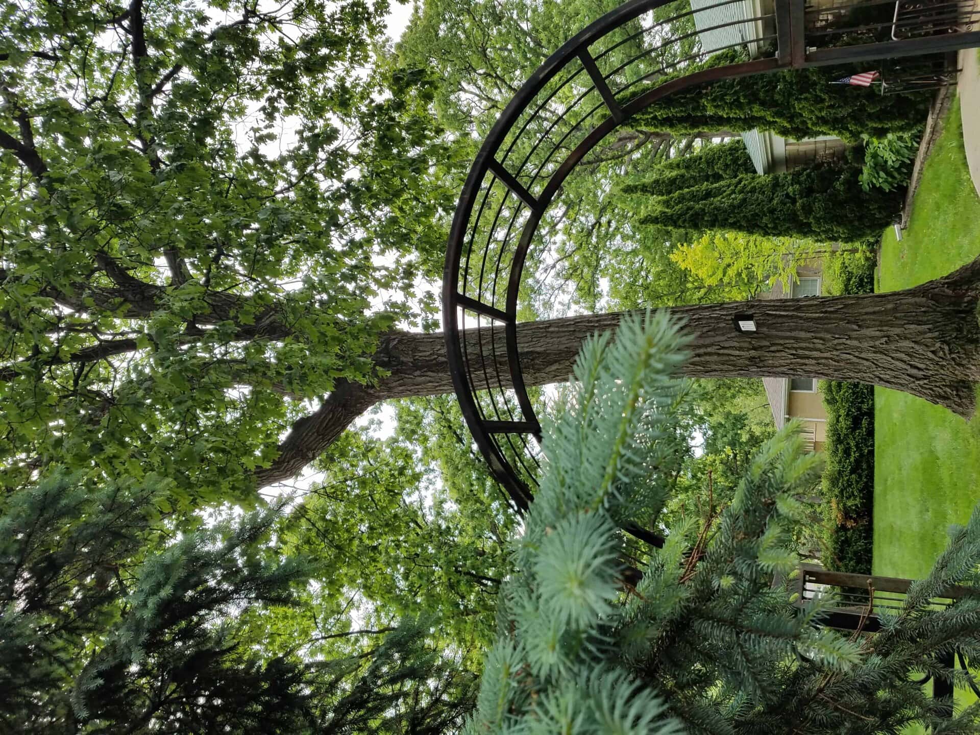 A metal walkway curves around a tall tree, surrounded by green leaves and pine branches, with a lawn and more trees in the background.