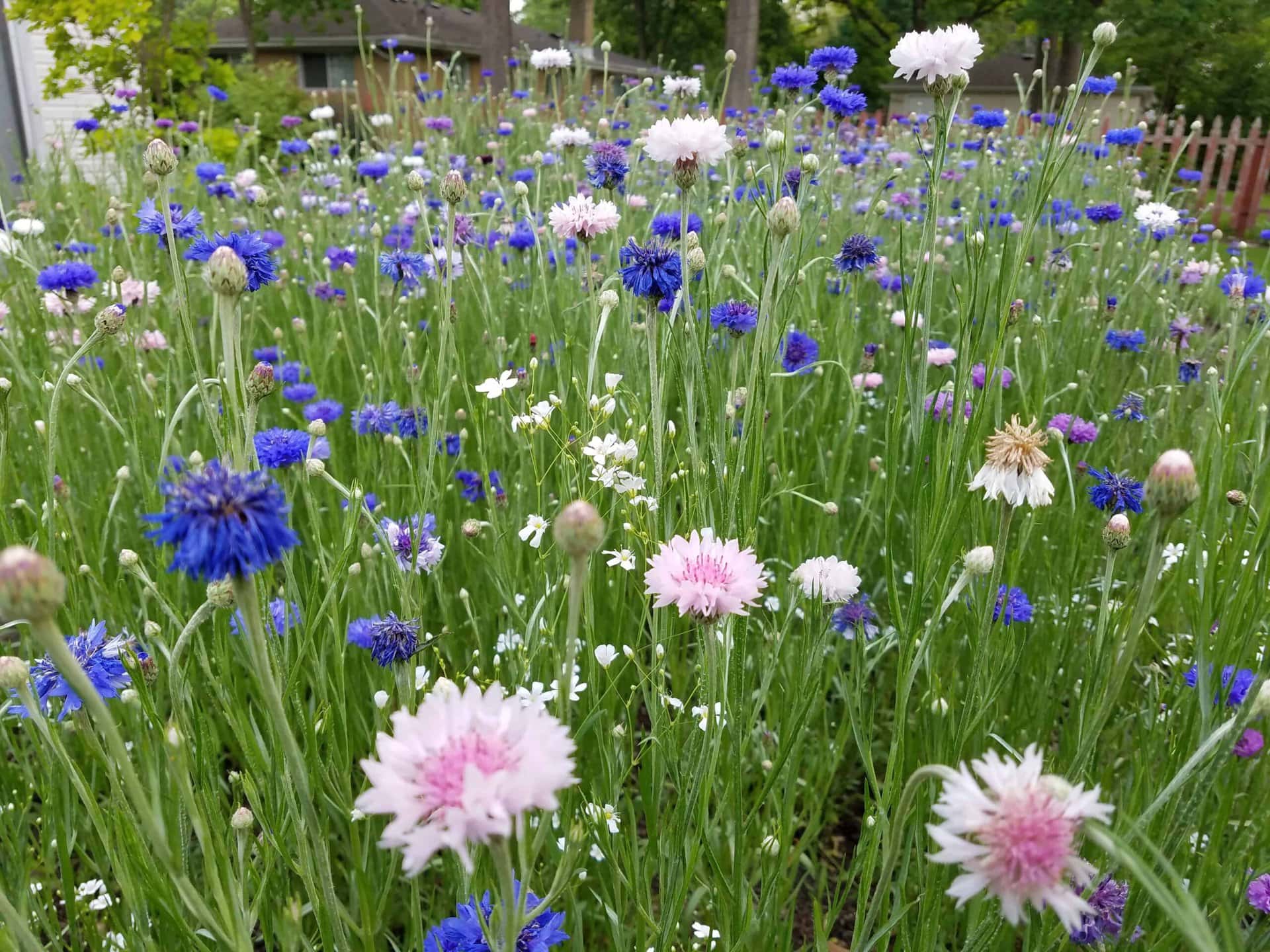 Field of wildflowers with pink, white, and blue blooms, surrounded by green stems and grass, with trees, a fence, and a house visible in the blurred background.