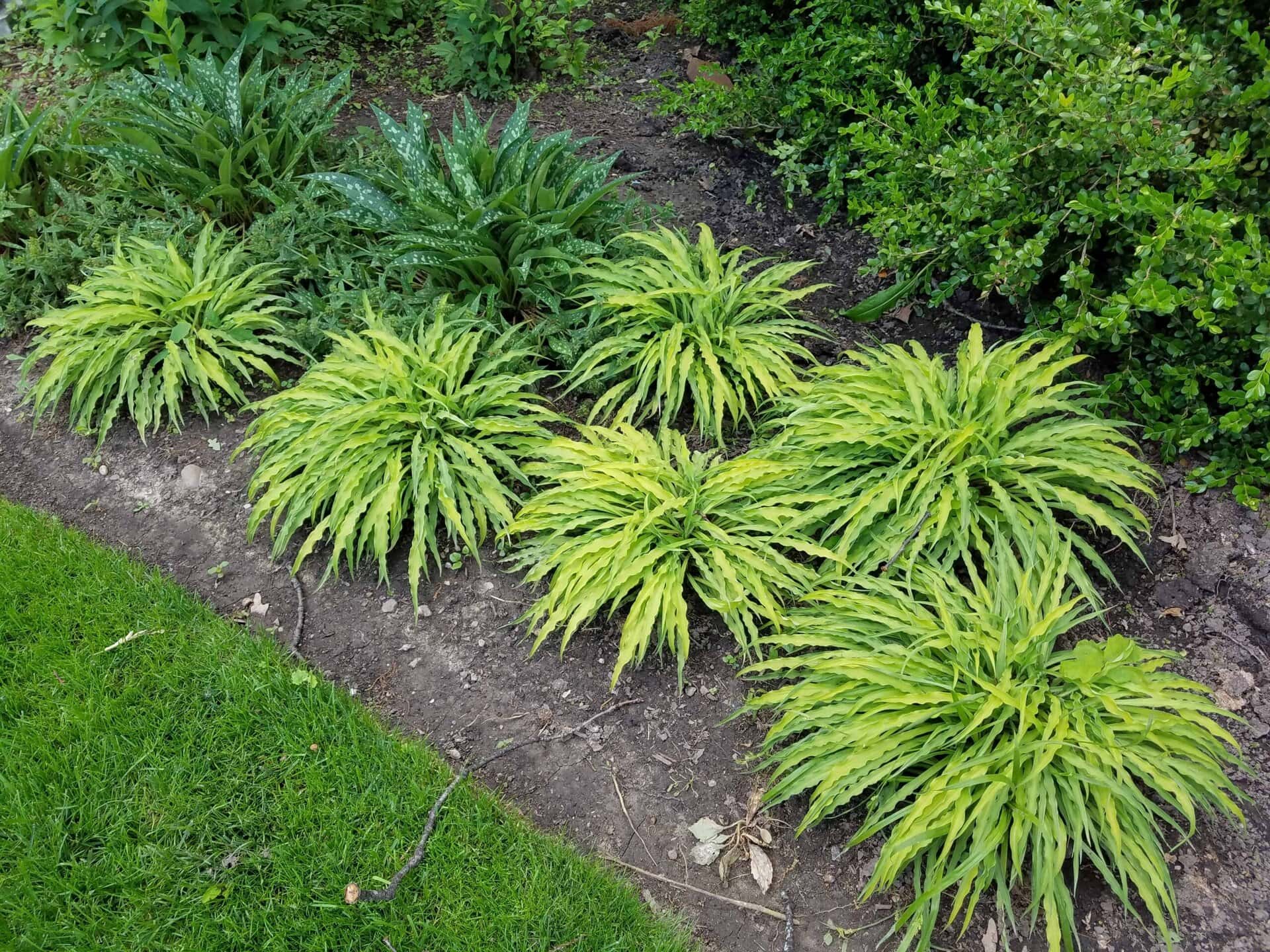Several clusters of yellow-green, spiky-leaved plants grow in a garden bed next to a strip of grass, with darker green plants and leafy bushes in the background.