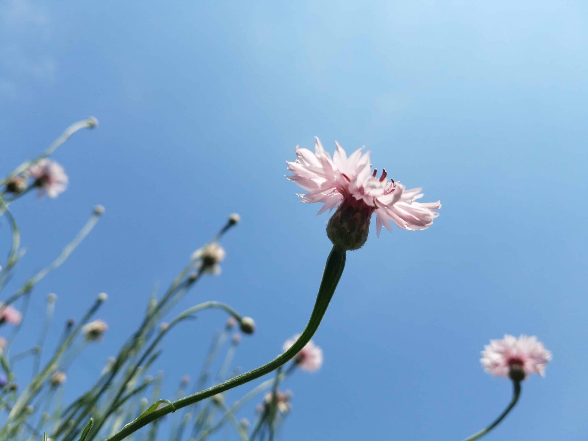 Close-up of a pink wildflower against a clear blue sky, with several more out-of-focus flowers and green stems in the background, creating a peaceful, springtime scene.