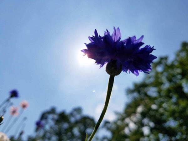 A close-up of a purple flower with the sun shining behind it, set against a blue sky and blurred green trees in the background.