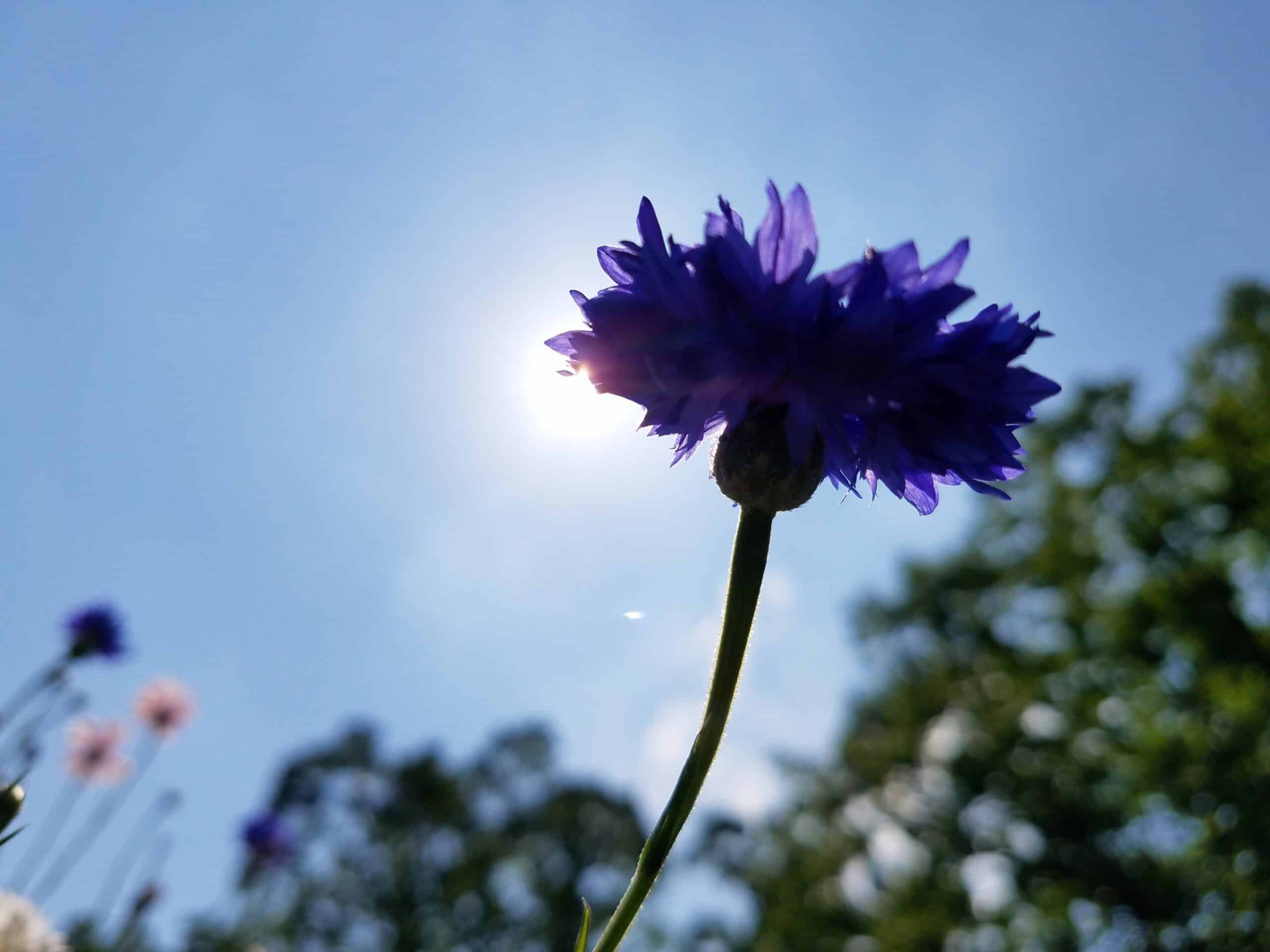 A close-up of a purple flower with the sun shining behind it, set against a blue sky and blurred green trees in the background.
