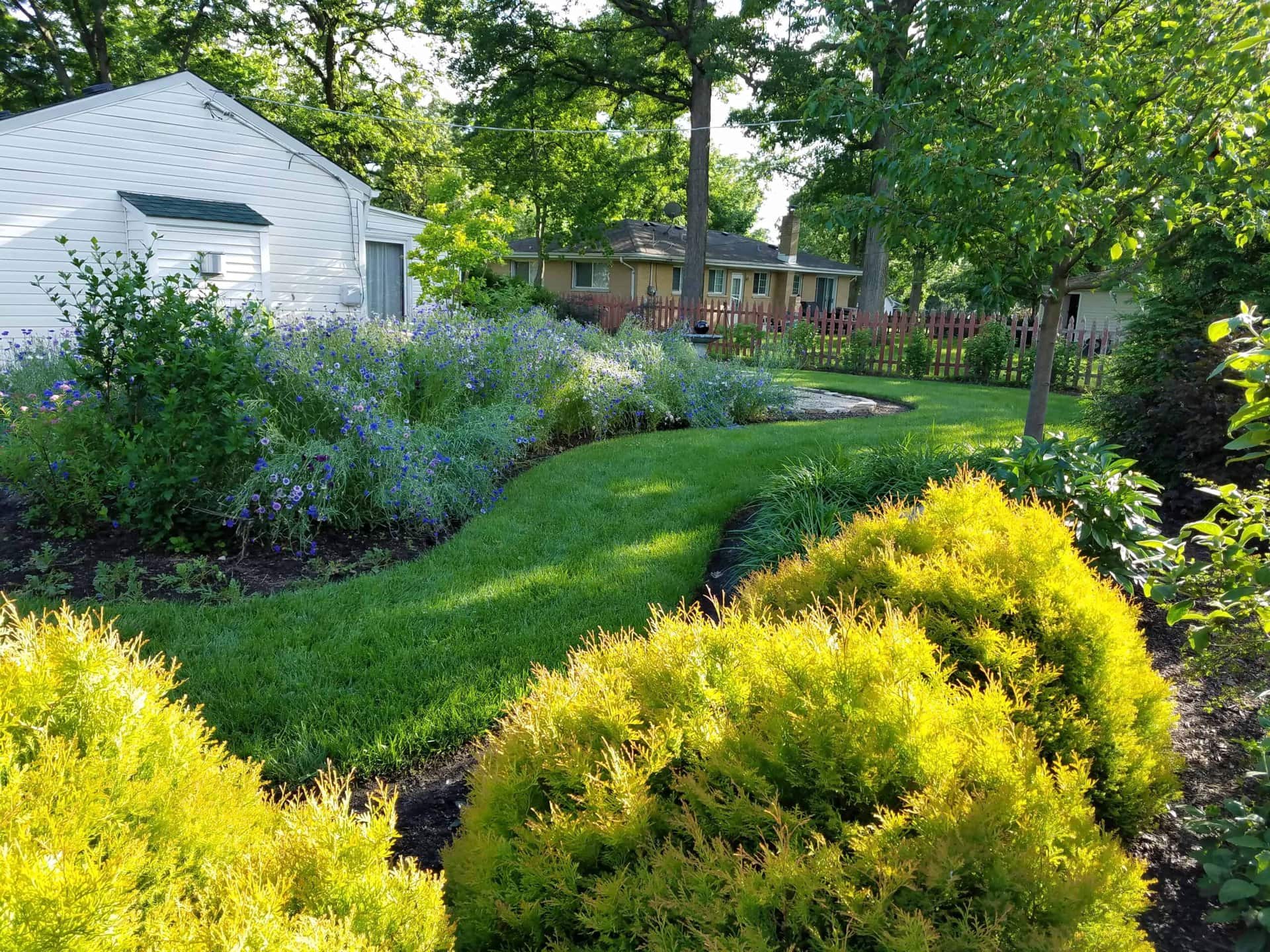 A lush backyard garden with a winding green lawn, flowering plants along the edges, bright yellow-green bushes in the foreground, and several houses and trees in the background on a sunny day.