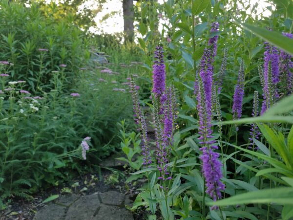 Tall purple flowers grow beside a stone path in a lush green garden, with sunlight filtering through the trees in the background.