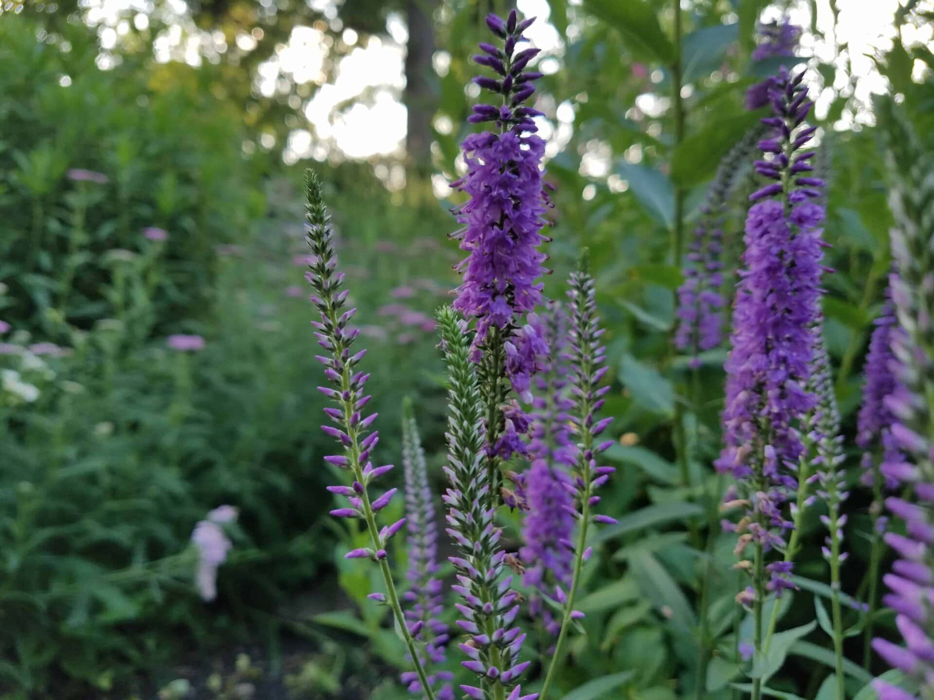 Tall purple wildflowers with slender spikes bloom among green foliage in a garden, with a softly blurred background of plants and sunlight filtering through trees.