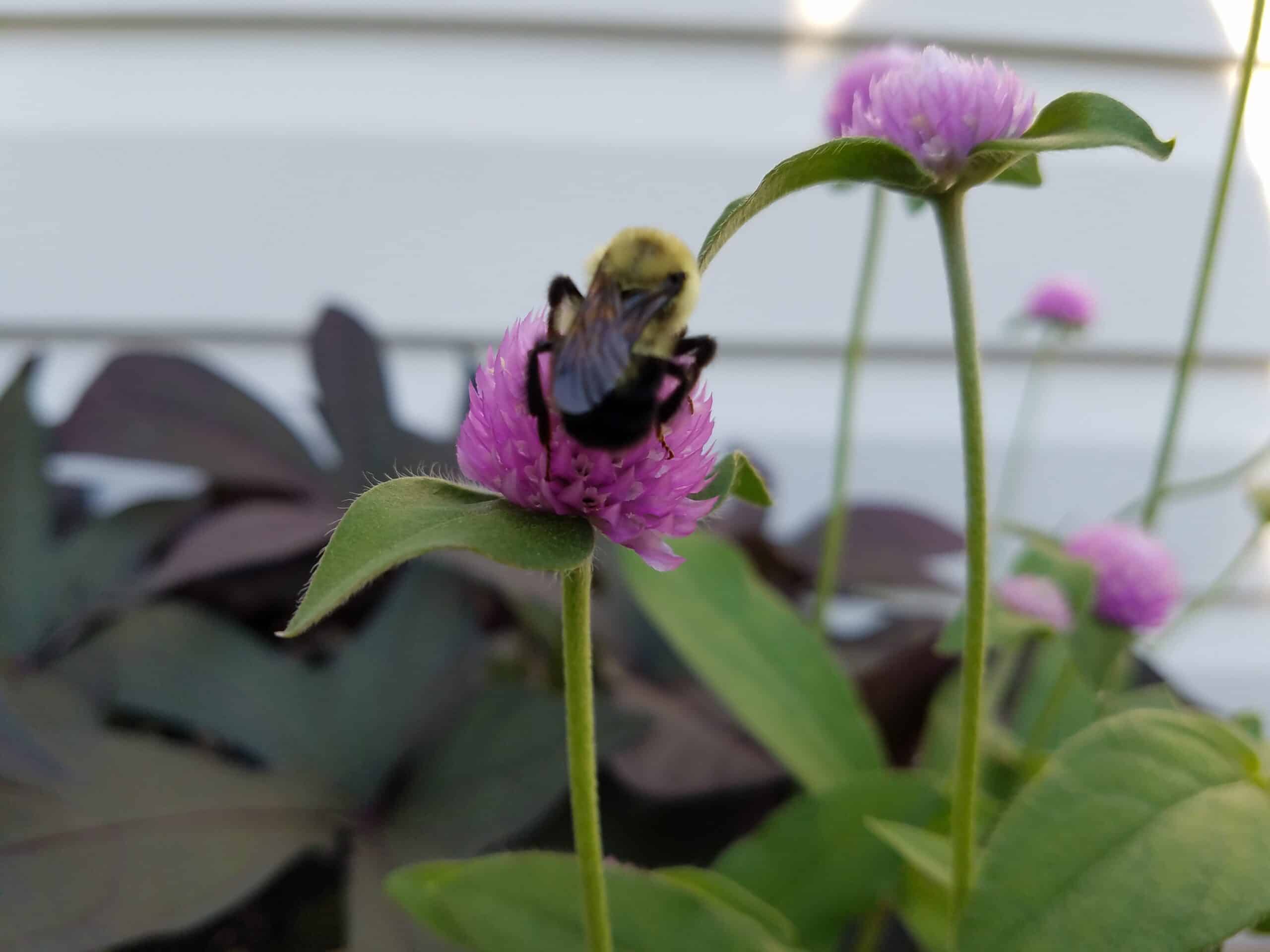 A bee is perched on a purple flower, collecting nectar, with green leaves and other purple flowers in the background.