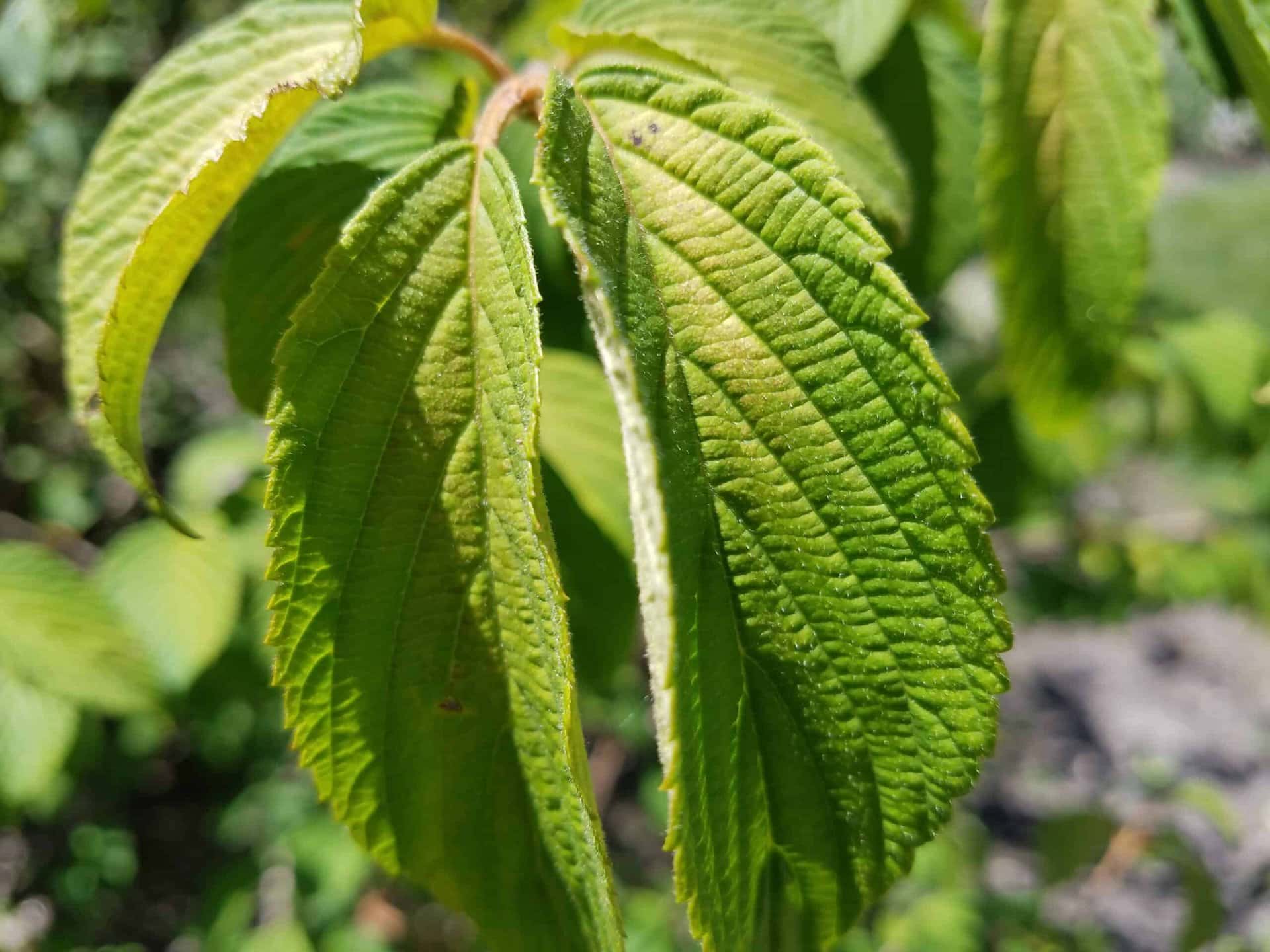 Close-up of green, textured leaves with serrated edges, bathed in sunlight. The background is blurred, highlighting the detailed veins and surface of the leaves.
