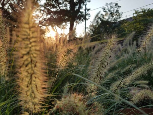 Close-up of tall, fuzzy grass illuminated by warm sunlight, with trees and a fence blurred in the background, creating a peaceful, natural scene.