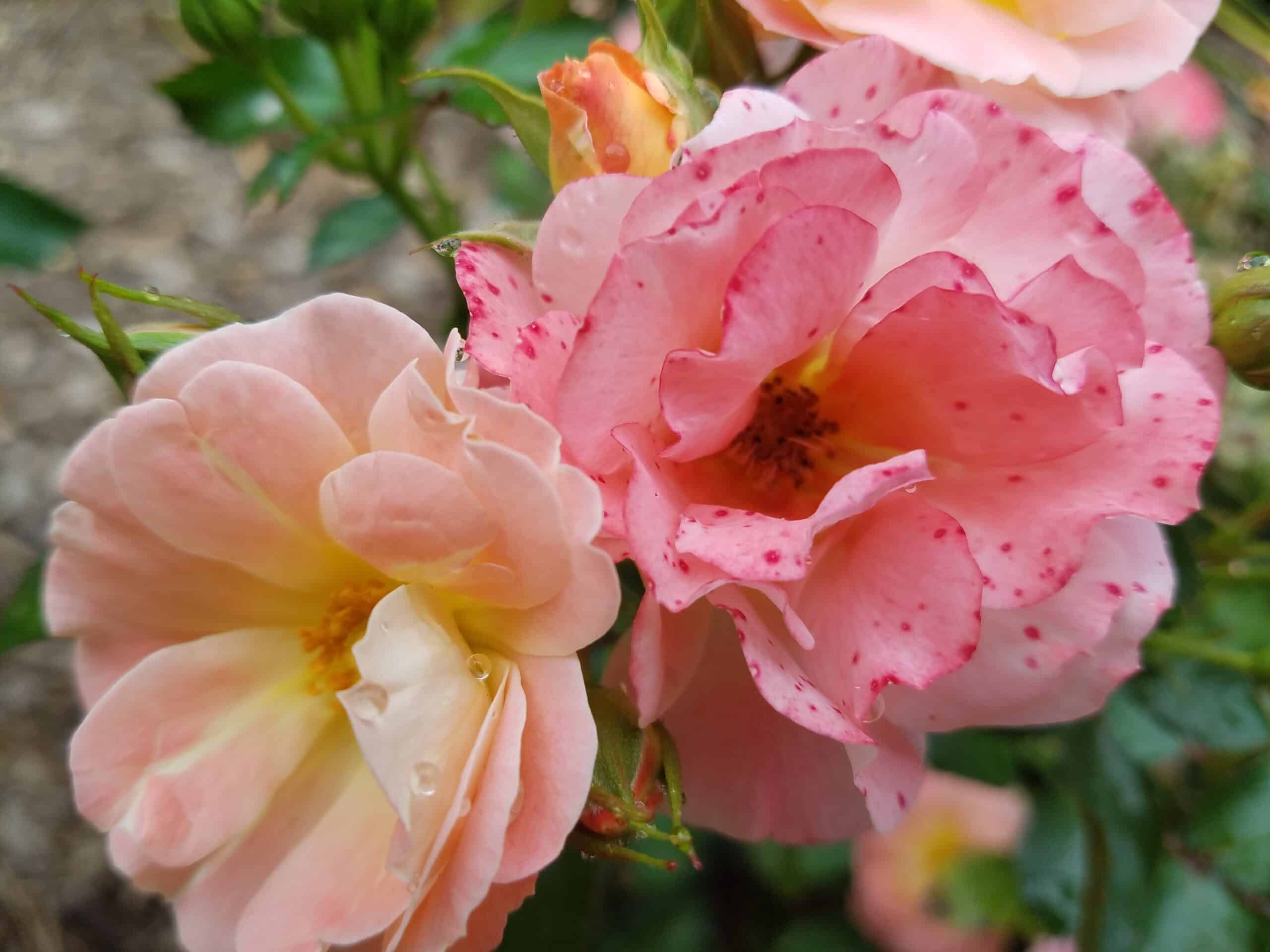 Two pink roses in bloom, one with soft petals and the other with pink speckles. Green leaves and more flower buds are visible in the background.