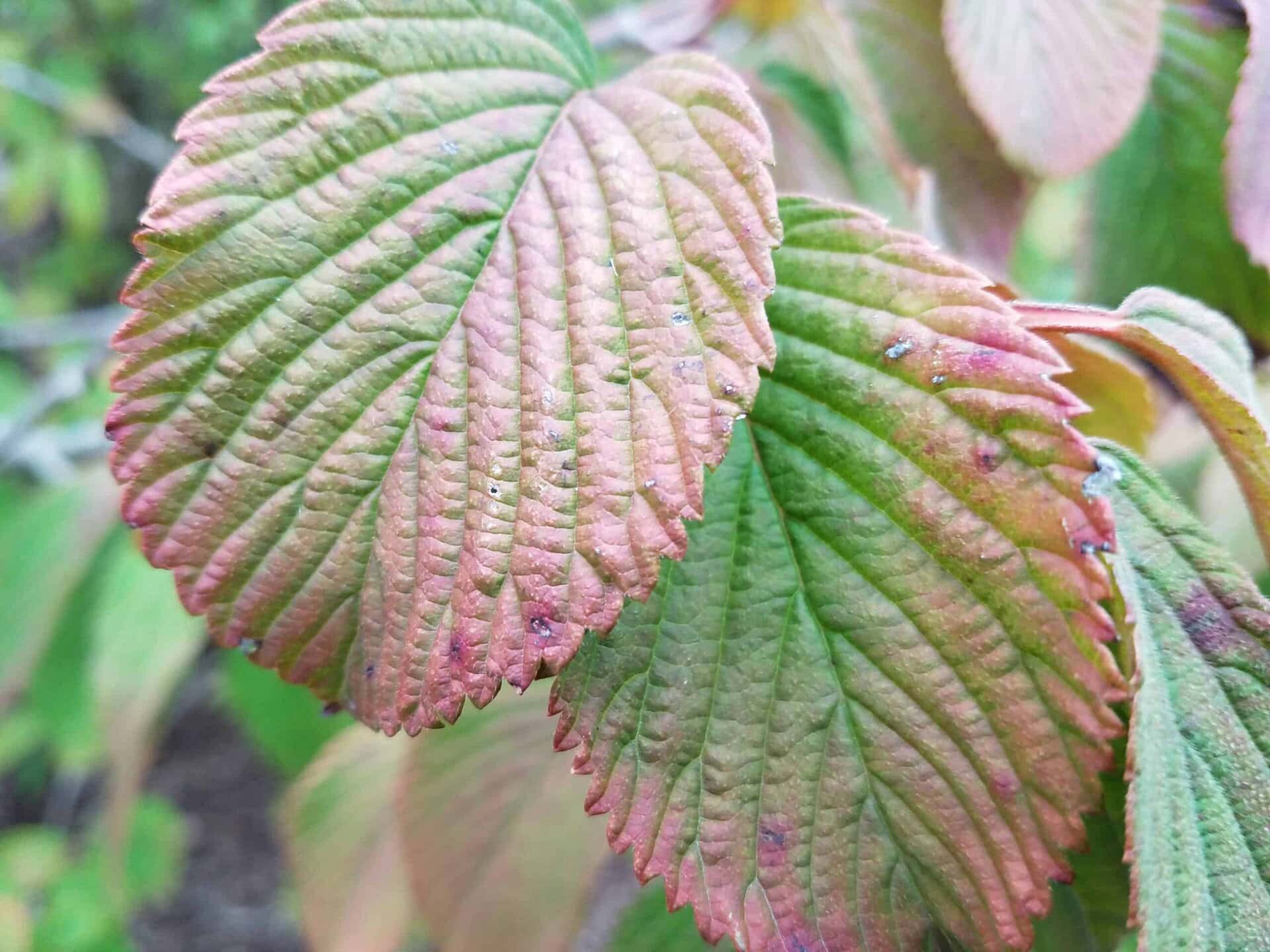 Close-up of two large, textured leaves showing a mix of green and reddish-pink hues, with visible veins and serrated edges, set against a blurred background of more foliage.