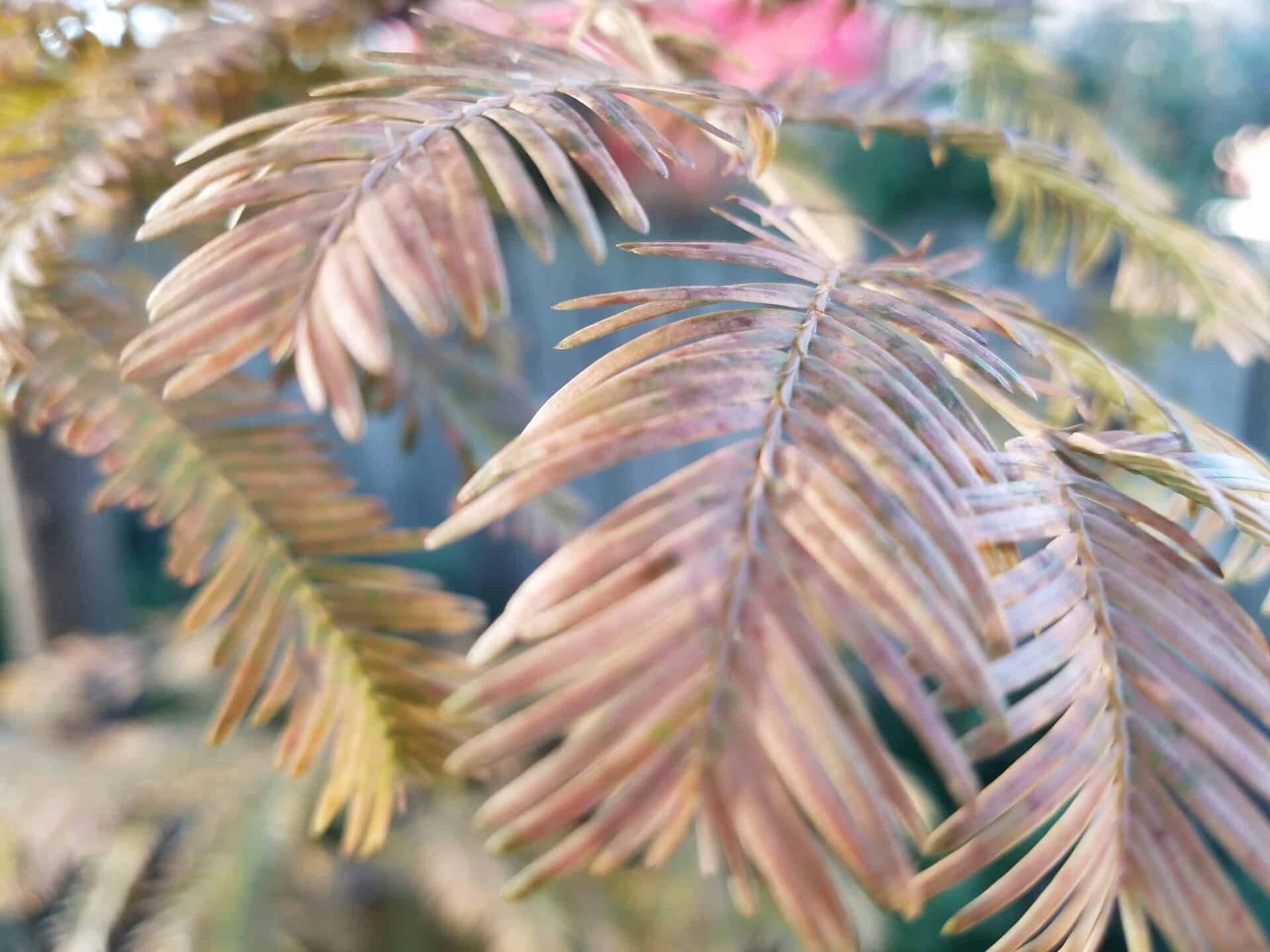 Close-up of dry, brown fern leaves with blurred green foliage in the background. The image highlights the texture and details of the dried leaves.