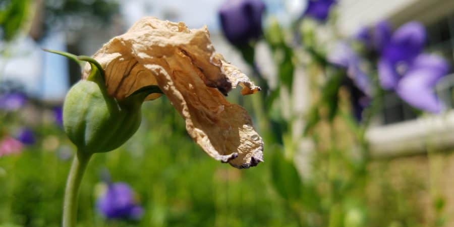 Grub Control - Preventative Measures