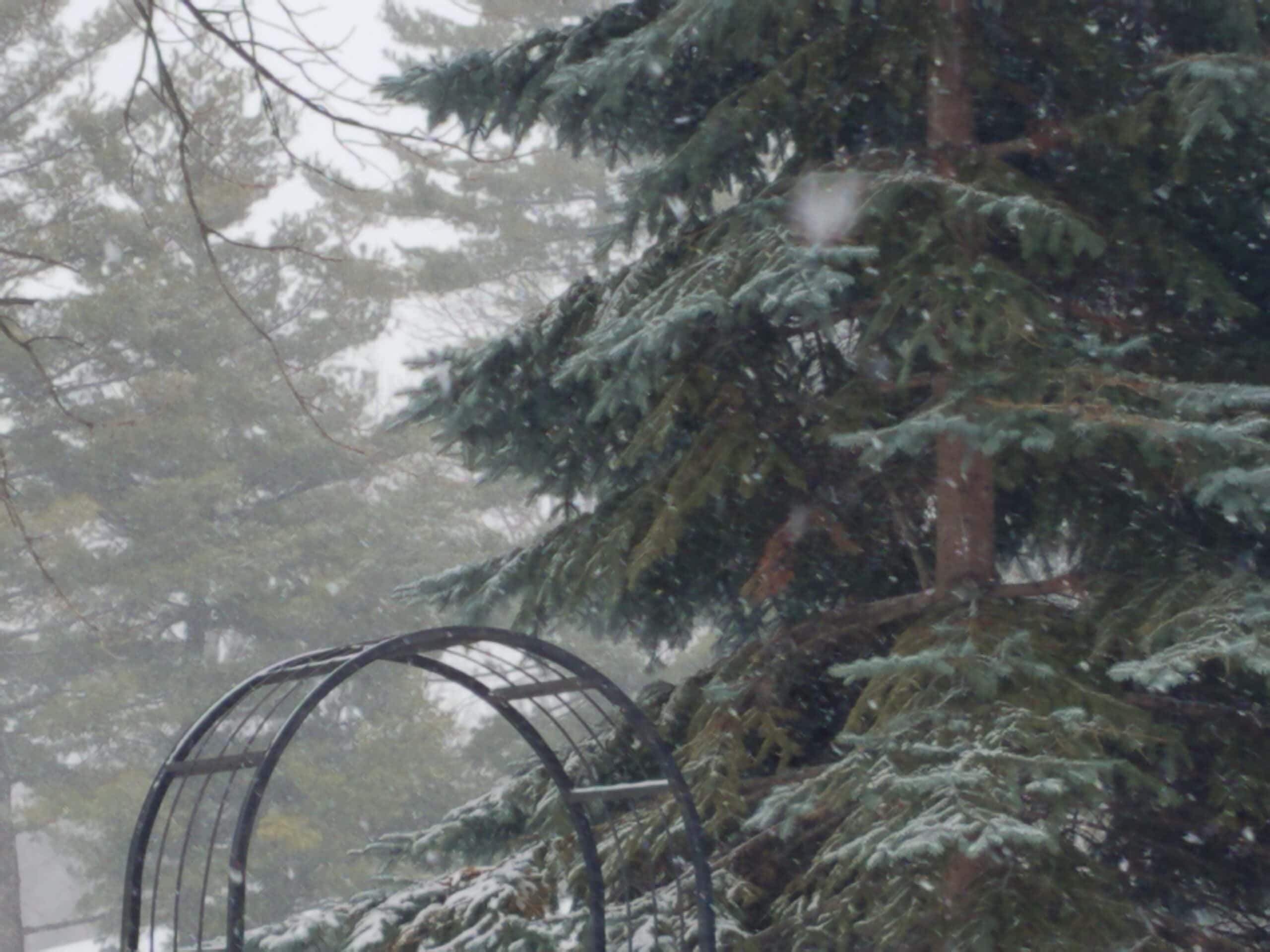 Snow falls gently on evergreen trees and a metal garden arch outdoors, with snowfall blurring parts of the background.