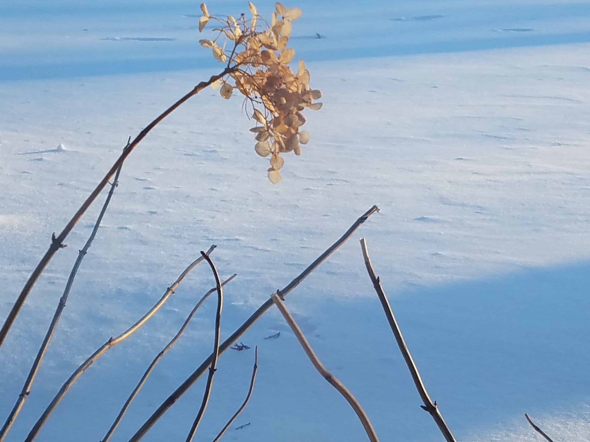 Dried hydrangea flowers and bare stems in the foreground with a snowy, sunlit landscape in the background.