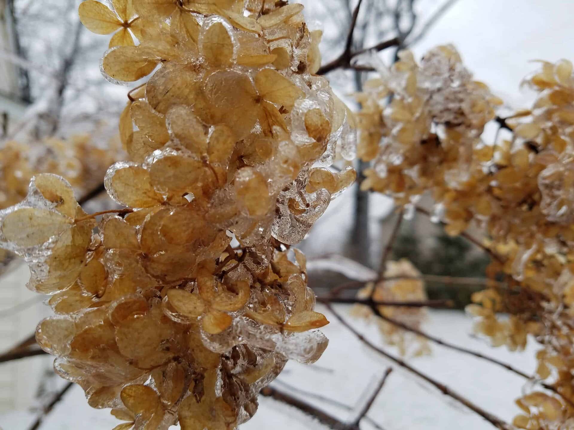 Close-up of brown hydrangea flowers covered in a thin layer of ice, with more icy flowers and a snowy background visible in soft focus.