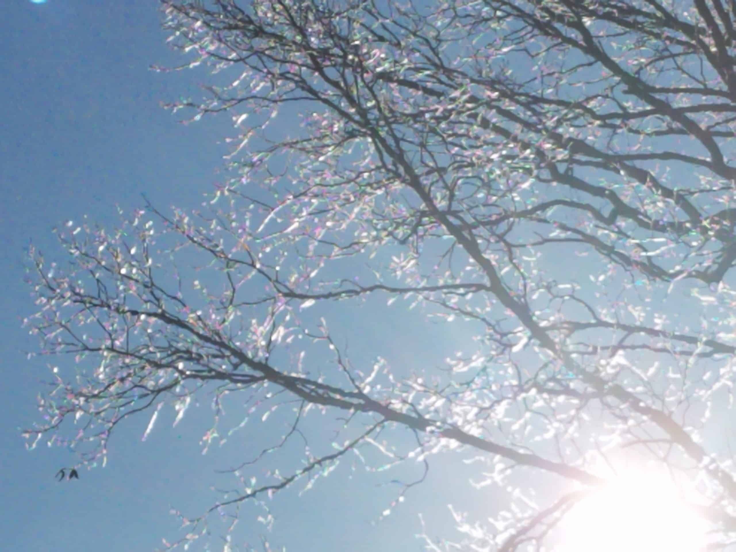 Sunlight shines through leafless tree branches covered in ice, set against a clear blue sky, creating a sparkling, wintery effect.