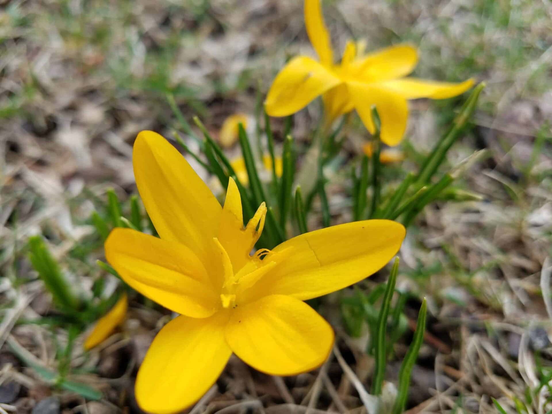 Close-up of bright yellow crocus flowers blooming among green grass blades and dry brown ground, with one flower in focus and another blurred in the background.