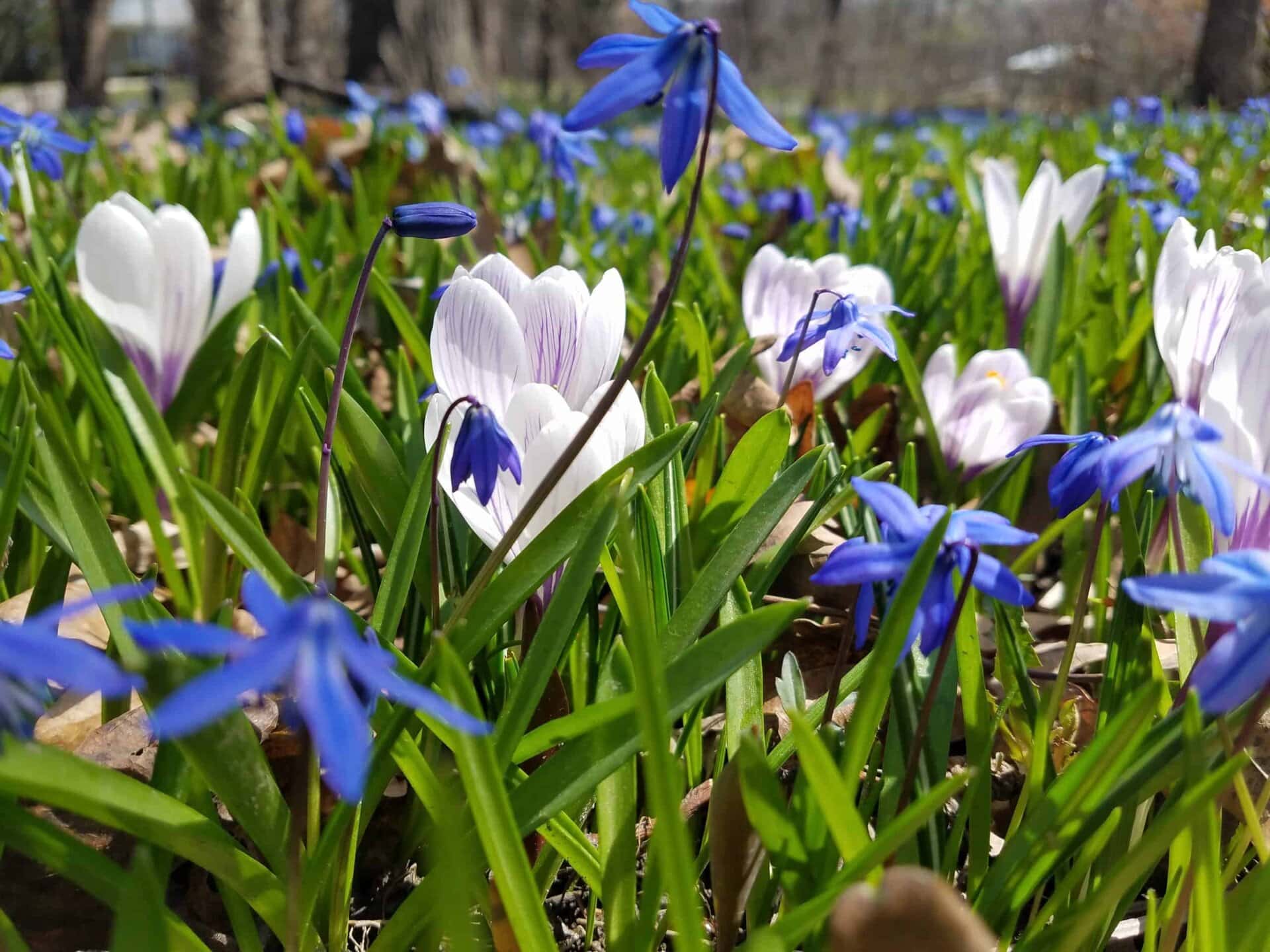 Close-up of blooming blue and white flowers among green grass in a sunlit meadow, with trees blurred in the background.