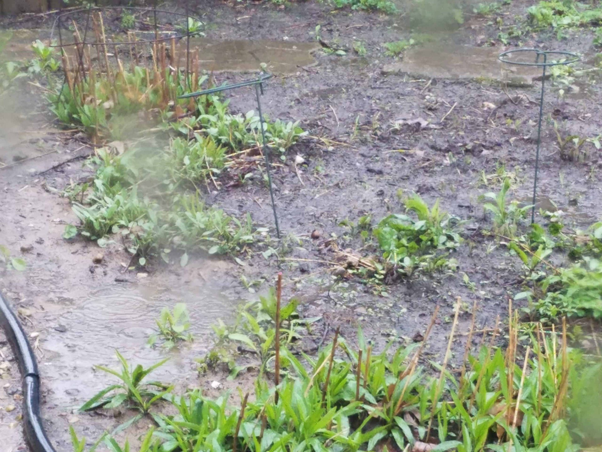 Rain falls in a muddy garden with puddles forming, sparse green plants, and a few metal plant supports. Some leaves and stems are bent under the wet conditions. A black hose runs along the left edge.