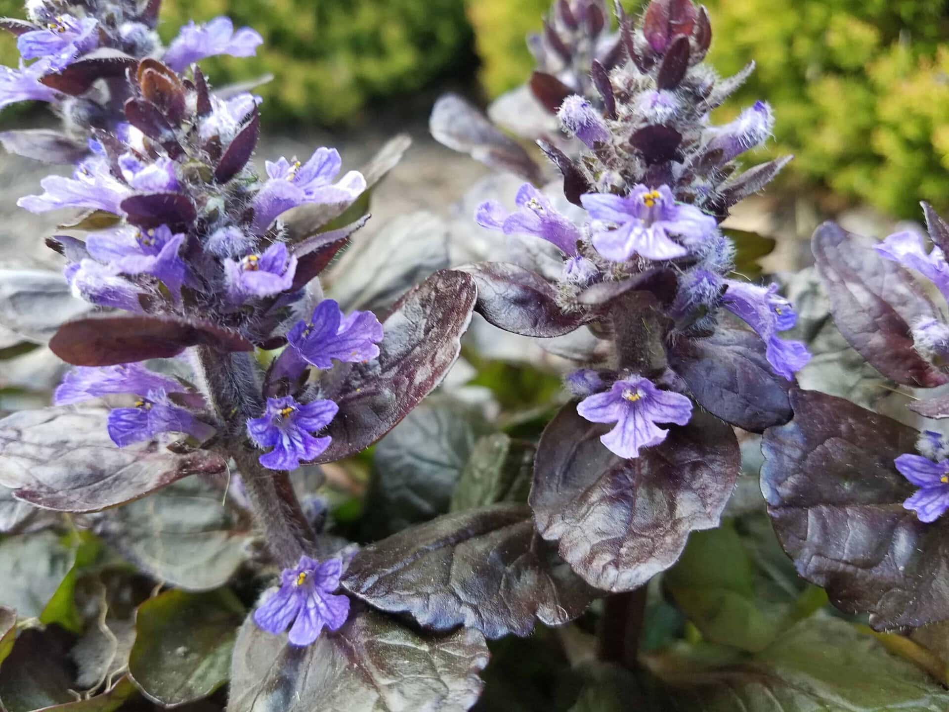 Close-up of purple wildflowers with dark greenish-purple leaves, growing outdoors in a garden.