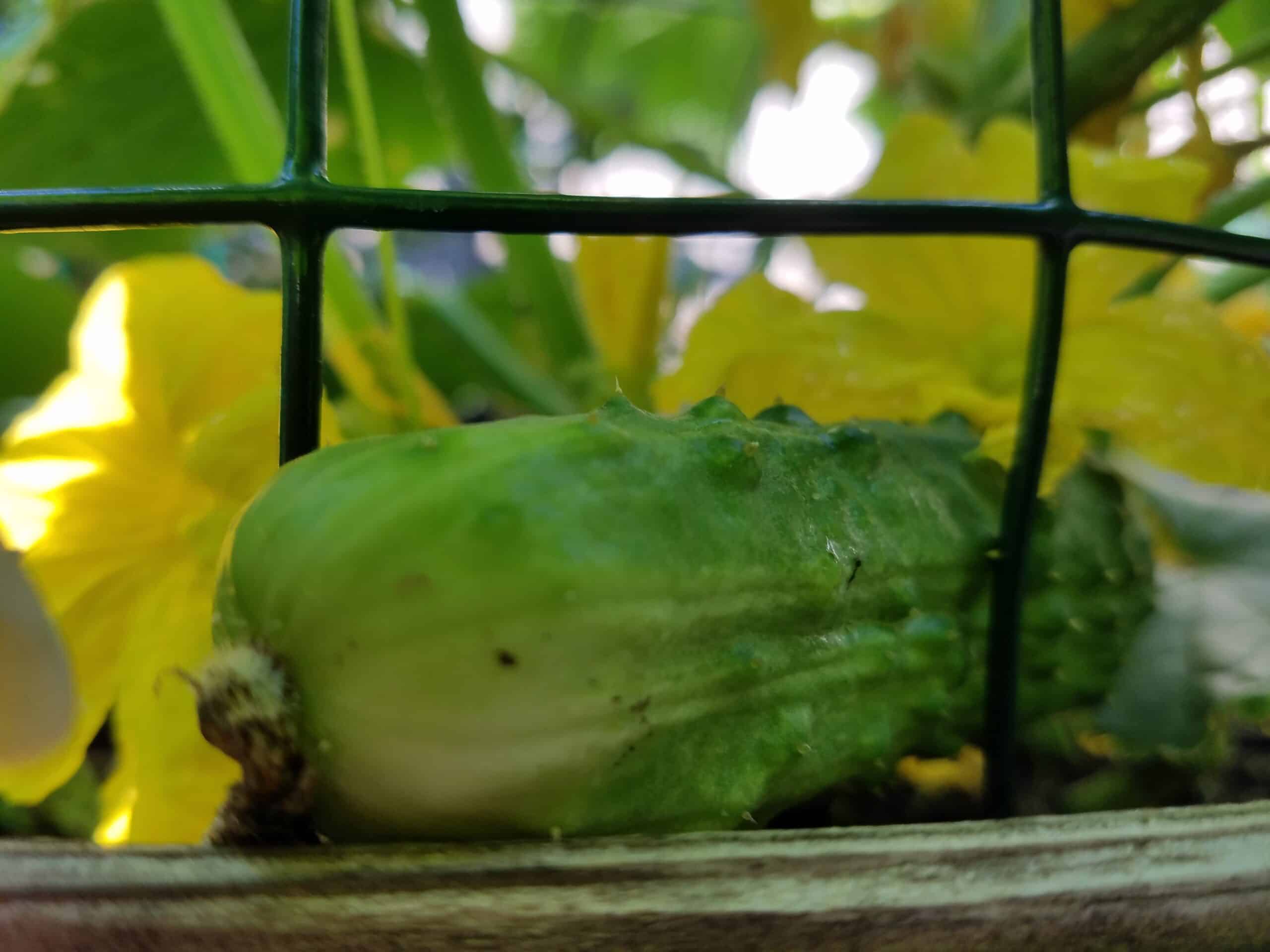 A small cucumber grows on a vine behind a green wire fence, surrounded by bright yellow flowers and green leaves.