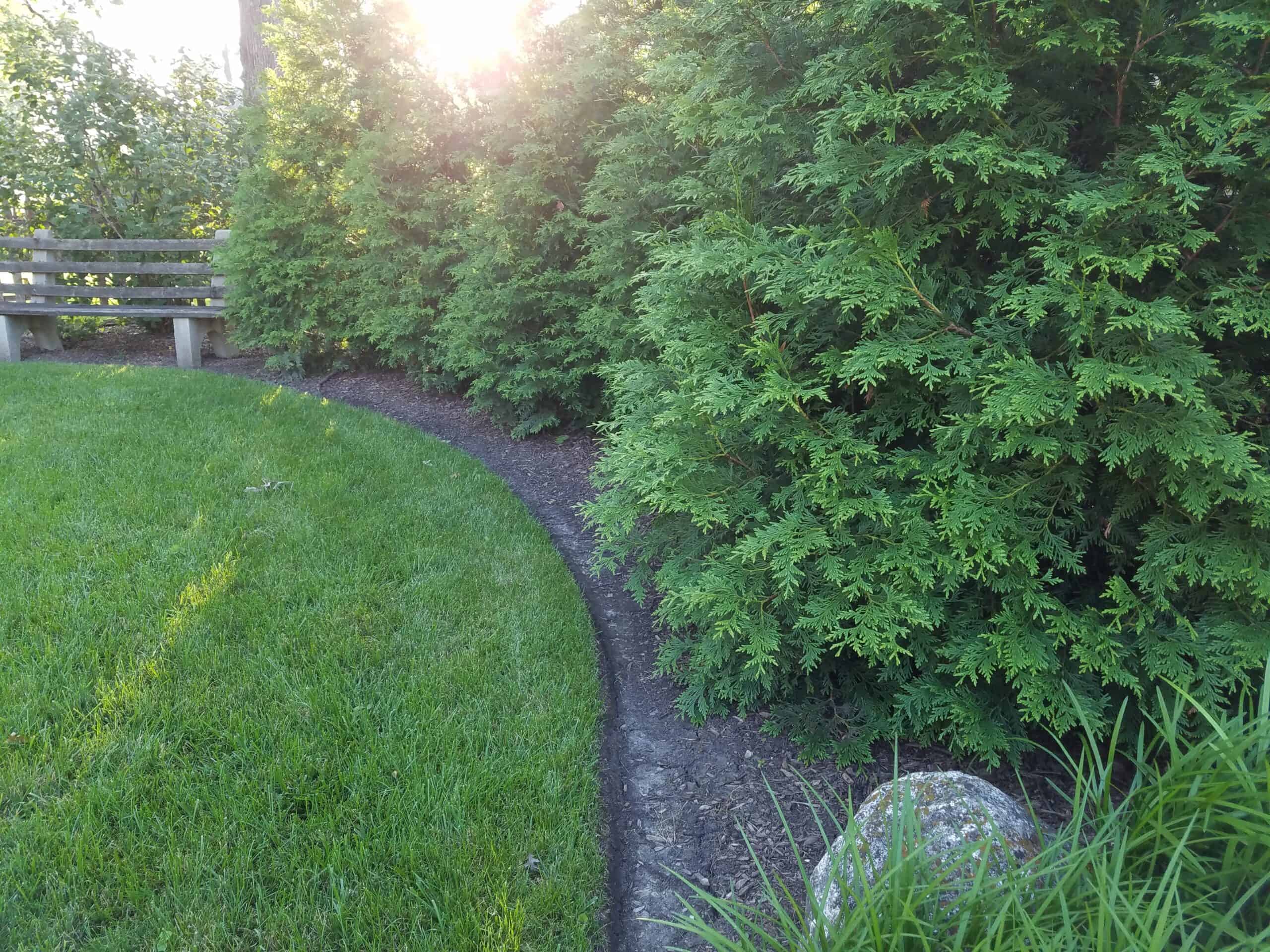 A curved dirt path borders green grass and tall evergreen bushes, with sunlight shining through the trees and a wooden bench in the background.