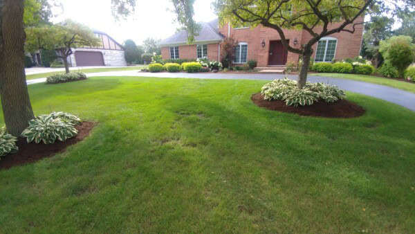 A well-maintained lawn with two mulched trees, each surrounded by hostas, in front of a brick house with green shrubs and a curved driveway.