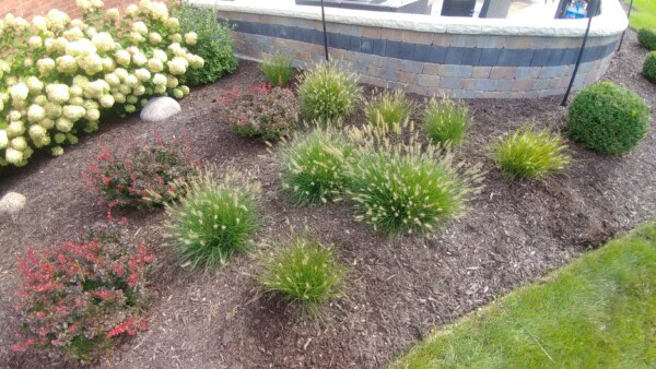 A landscaped garden bed with ornamental grasses, green shrubs, and flowering bushes, bordered by mulch and a stone wall. Grass lawn is visible in the foreground.