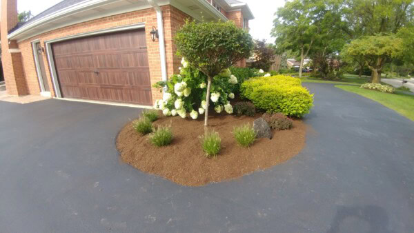 Small landscaped garden with a tree, green shrubs, and white hydrangeas beside a brick house and brown garage door, surrounded by freshly mulched soil and a black asphalt driveway.